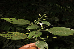 Strobilanthes tristis